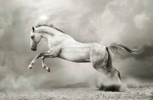 Ταπετσαρία τοίχου επιθυμητών διαστάσεων με λευκό άλογο 04885Q
