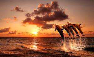 Ταπετσαρία τοίχου επιθυμητών διαστάσεων ηλιοβασίλεμα με δελφίνια 07543Q