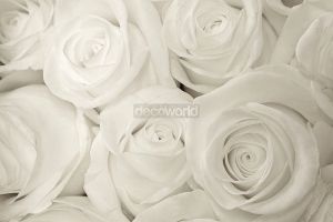 Ταπετσαρία τοίχου επιθυμητών διαστάσεων φλοράλ λευκά τριαντάφυλλα 07970Q