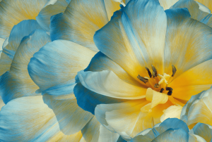 Φωτοταπετσαρία τοίχου επιθυμητών διαστάσεων Μπλε κίτρινο λουλούδι 30017Q