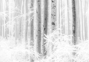 Φωτοταπετσαρία τοίχου χειμερινό δάσος έτοιμων διαστάσεων R4-043 (4.00M x 280Y)