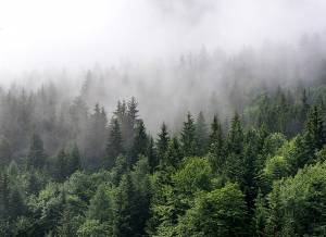 Φωτοταπετσαρία Τοίχου Foggy Fir Trees Γκρι-Πράσινο Έτοιμων Διαστάσεων DD206811