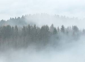 Φωτοταπετσαρία Τοίχου Misty Forest Γκρι Έτοιμων Διαστάσεων DD406811
